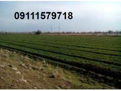 فروش زمین کشت و صنعت 800 هکتاری و فروش زمین  2500 هکتاری مرغداری در ساری 