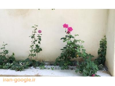 1000 متر ویلا در خوشنام - البرز(کد101)