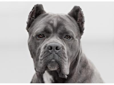 توله های سگ نگهبان نژاد کن کورسو با نسلی خالص وناب