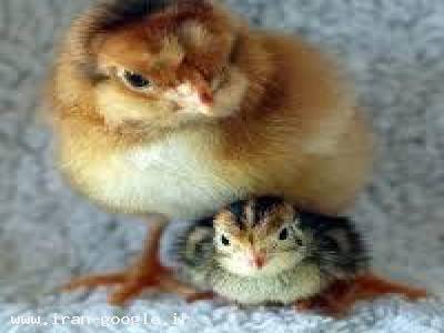 پیش فروش جوجه یک روزه بلدرچین 