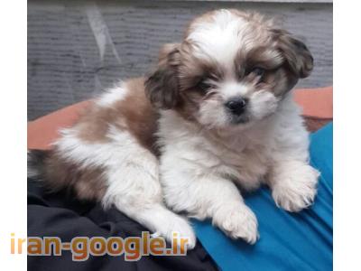 فروش توله شیتزو - نر