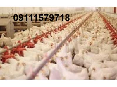 فروش مرغداری تخمگذار ، مادری ، گوشتی در ساری 