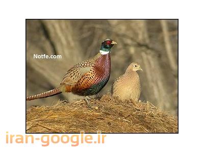 تخم نطفه دار قرقاول جهت جوجه کشی