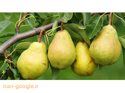 نهال پیوندی