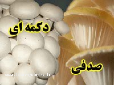 مجتمع کشت و صنعت قارچ نگين فصل