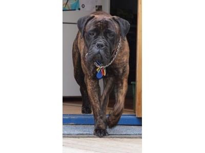 خرید و فروش انواع سگ نگهبان در مجموعه ای بینظیر زیر نظر دامپزشک و مربی