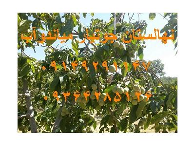 خرید و فروش باغ در اصفهان-نهالستان جوتیار میاندوآب فروش انواع نهال مثمر ، نهال گردو و نهال گلابی 