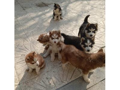 توله هاسکی مو بلند(مالاموت)