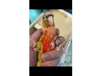  فروش طوطی گرین چیک 