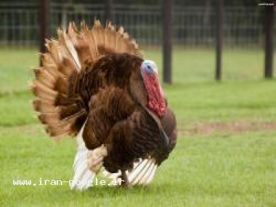 خریدفروش جوجه بوقلمون بلدرچین اردک غاز پولت تخم