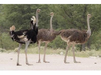 فروش شتر مرغ کشتاری