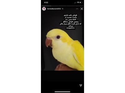  جفت طوطی مولد راهب 