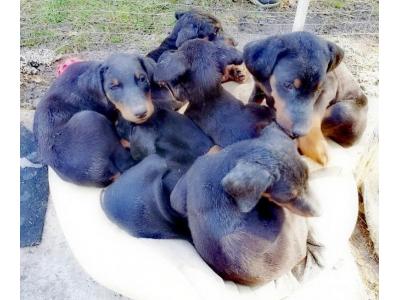 سگ نگهبان و محافظ دوبرمن