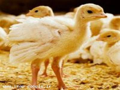 فروش جوجه بوقلمون نمونه تک