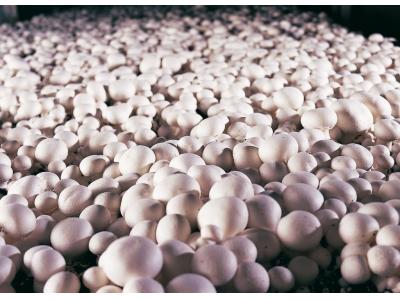 ارسال کمپوست قارچ با مشاوره آنلاین برای سراسر کشور