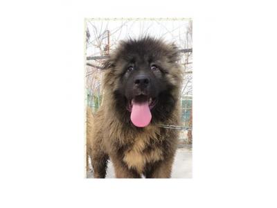 سگ خرسی- قیمت توله سگ قفقازی ، فروش سگ قفقازی 
