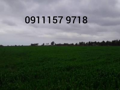 فروش زمین کشت و صنعت 800 هکتاری و فروش زمین  2500 هکتاری مرغداری در ساری 