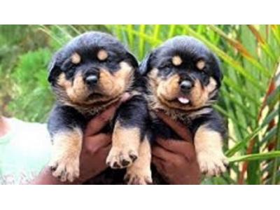 فروش سگ روتوایلر_فروش سگ روتوایلر پوزه دلقکی