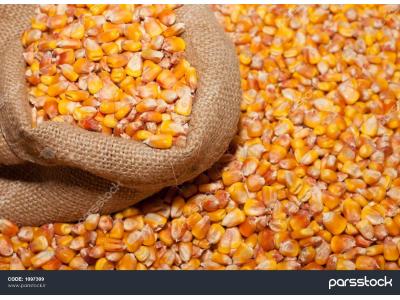 ذرت - روغن - آنزیمیت