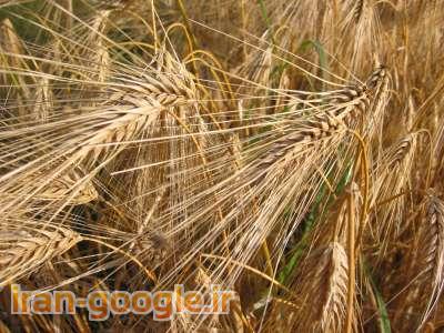 بمبو 50سانتی نمونه گیر گونی