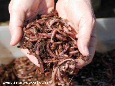 فروش کرم به همراه مشاوره رایگان جهت تولید ورمی کمپوست 