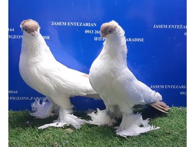 فروش کبوتر زینتی و قفس