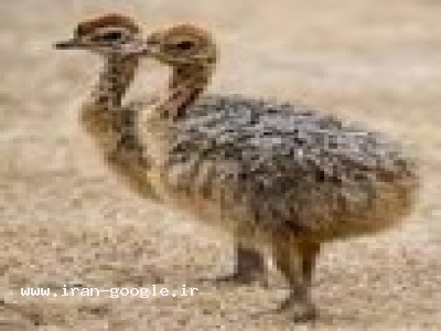 خرید و فروش جوجه شترمرغ