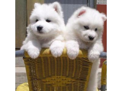 سگ سامویید در تهران_مرکز خرید سگ در تهران