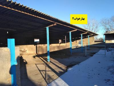 فروش گاوداری فعال و مجهز در قزوین