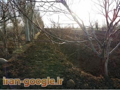 باغ-مزرعه انگور