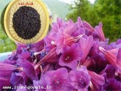 فروش گل گاو زبان با کیفیت عالی