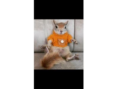  فروش بچه سنجاب خانگی 