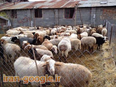 فروش گوسفند میش داشتی