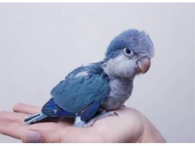  خرید طوطی راهب 