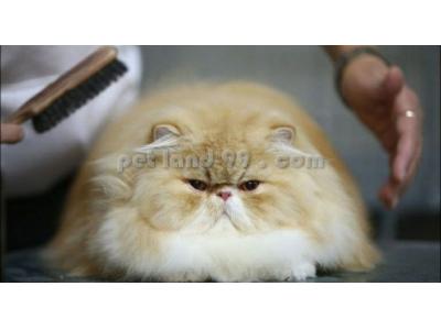 آموزش اصلاح موی سگ غرب تهران