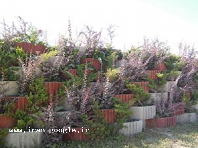 فلاور باکس بتنی تبریز شرکت سبز تابان تبریز