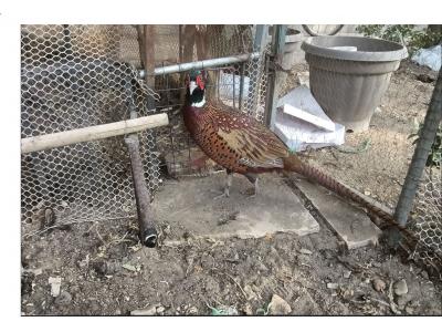 قرقاول نر آمریکایی