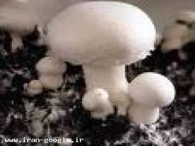 کمپوست آماده قارچ دکمه ای و بذر قارچ صدفی 