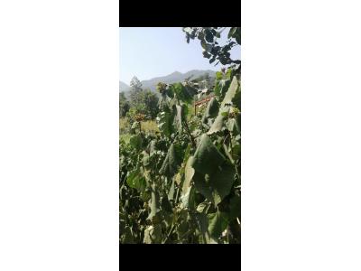 یک قطعه زمین با مجوز ساخت 