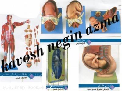 مانکن و مولاژ پرستاری و احیای قلبی و سوندگذاری