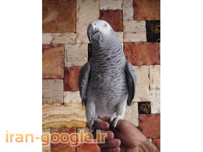 فروش معروفترین کاسکو در ایران