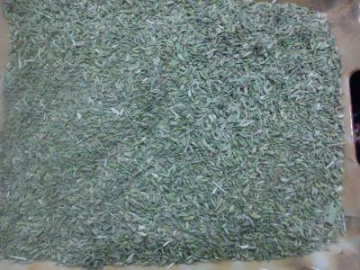 برداشت و فروش عمده رازیانه