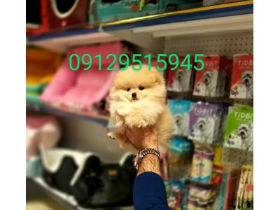 فروش سگ جیبی