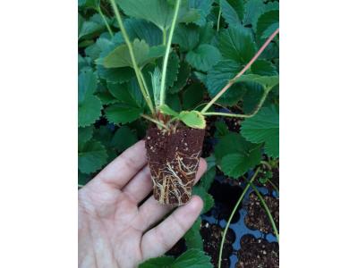 نشا توت فرنگی سابرینا