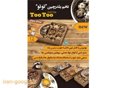 مرکز بسته بندی تخم مرغ و بلدرچین توتو