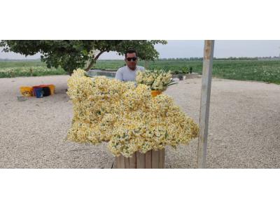 سراسر-فروش عمده و جزئی و کیلویی گل نرگس  در سراسر کشور