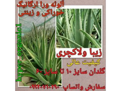 فروش پاجوش آلوئه ورا،برگ آلوئه ورا وگل آلوئه ورا خوراکی و زینتی 