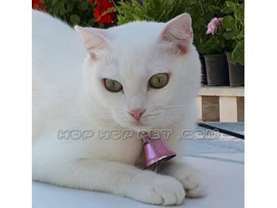 فروش گربه پرشین و اسکاتیش