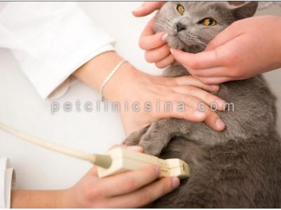عمل جراحی حیوانات خانگی-عقیم سازی حیوانات خانگی