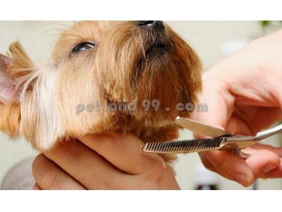 آموزش تخصصی-آرایش سگ و گربه در منزل